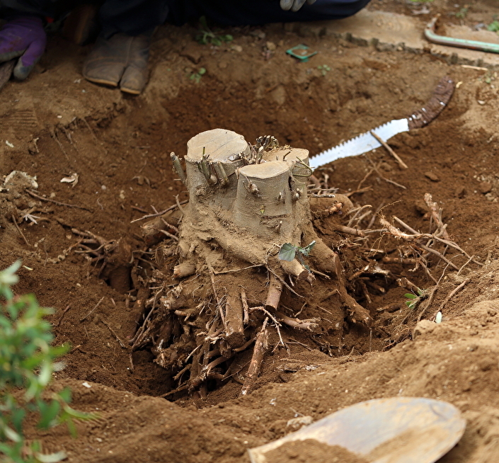 岩手県北上市の剪定・伐採 植木屋いちだい/伐採・伐根