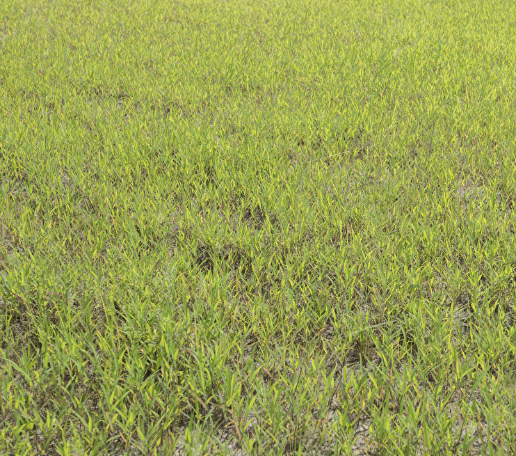 岩手県北上市の剪定・伐採 植木屋いちだい/除草、消毒など